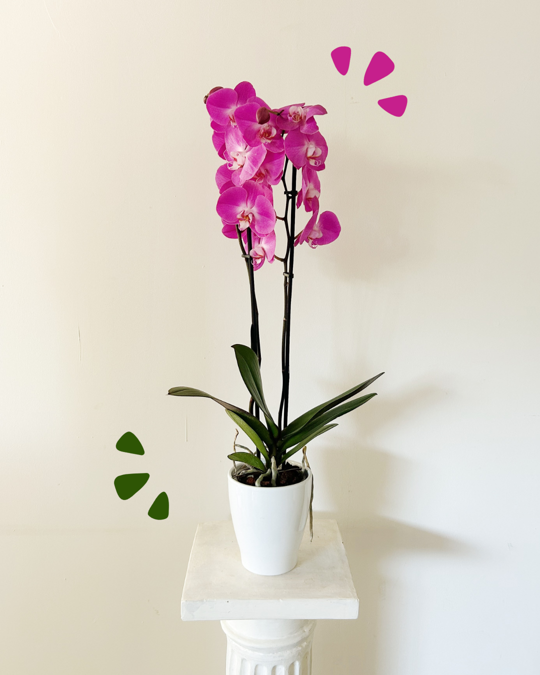 Orquídea Morada/Fucsia "Bali"