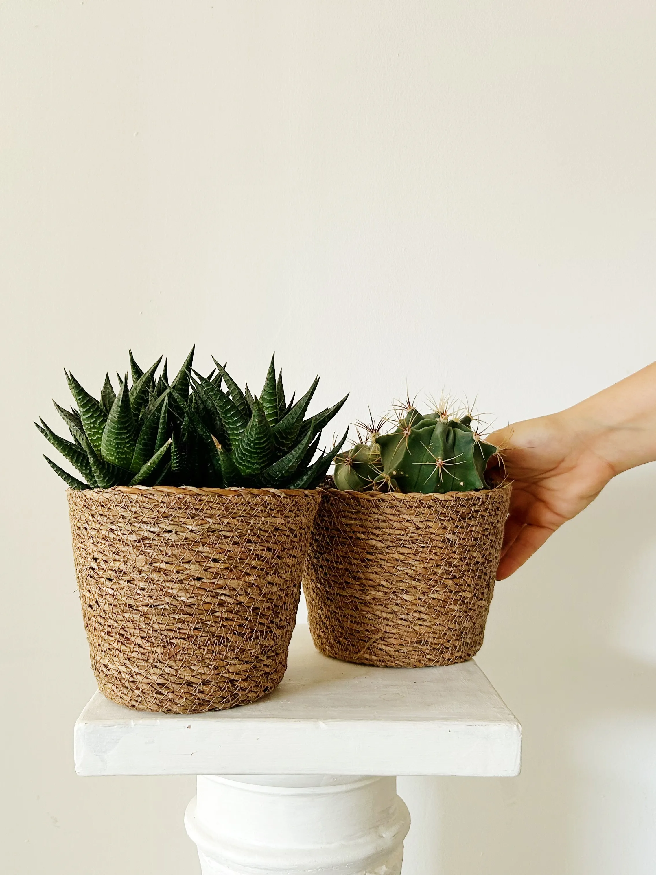 Cactus Sorpresa  "Qatar"