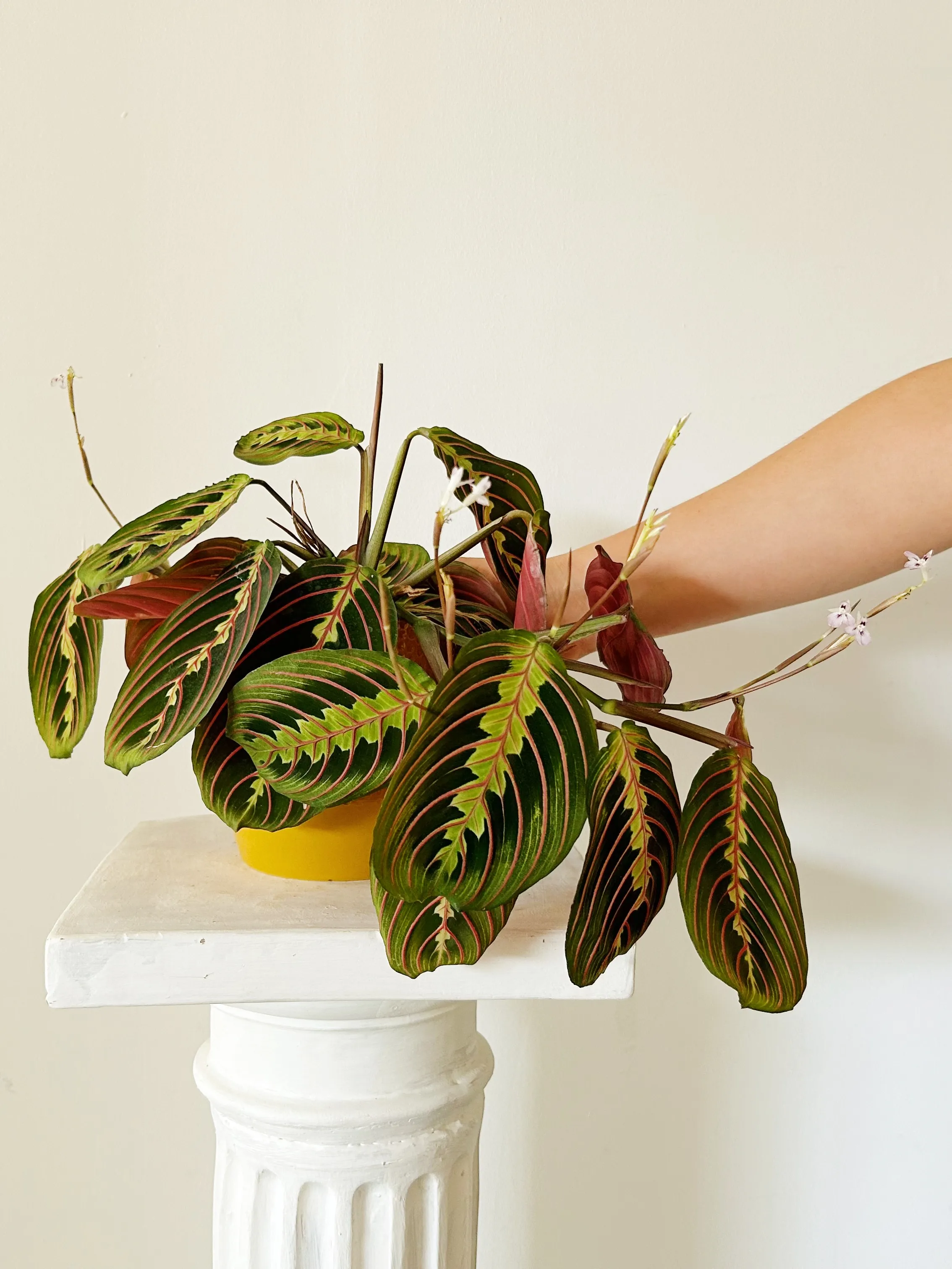 Maranta Tricolor "Malasia"