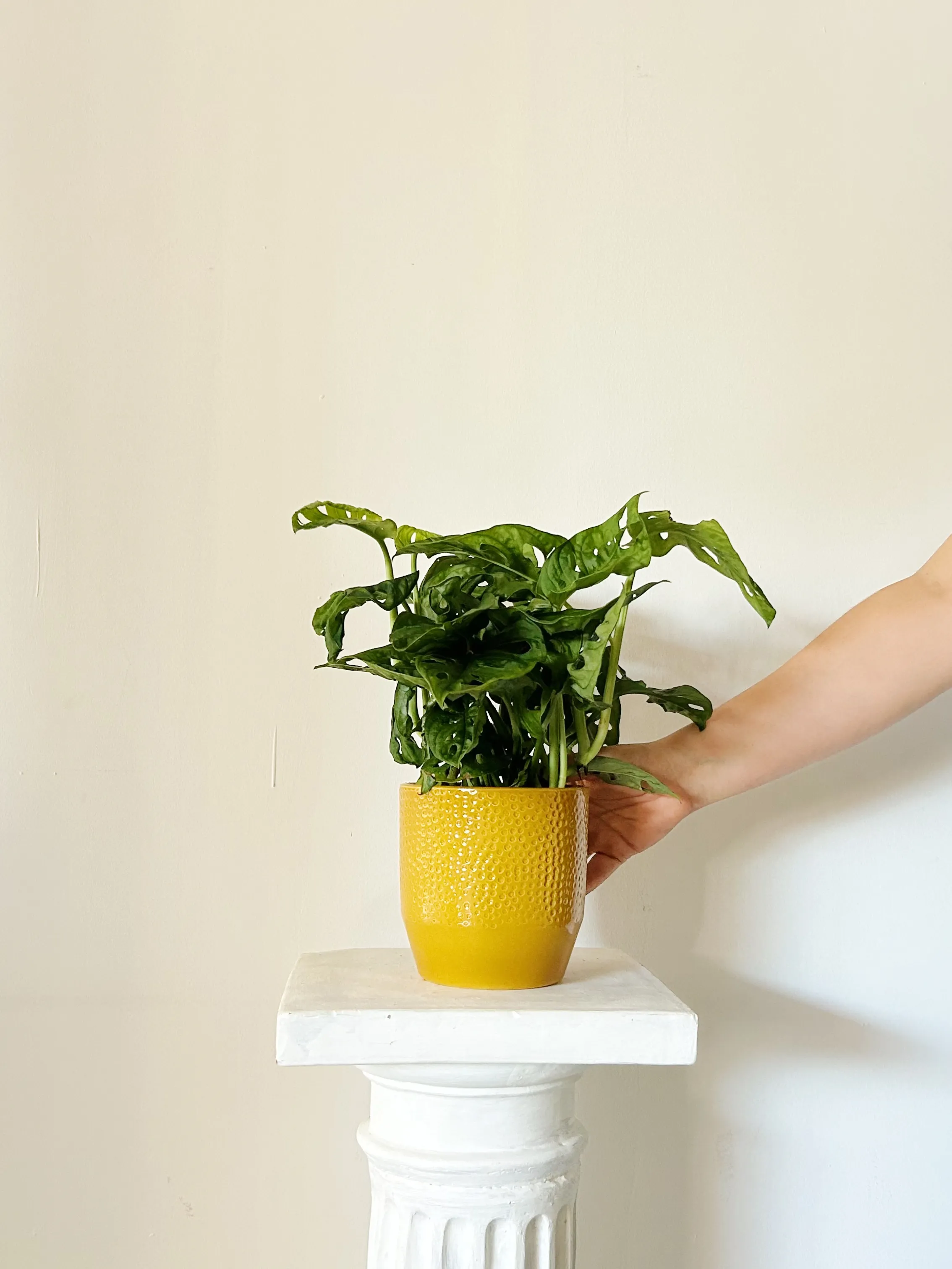 Monstera Monkey "Senegal"