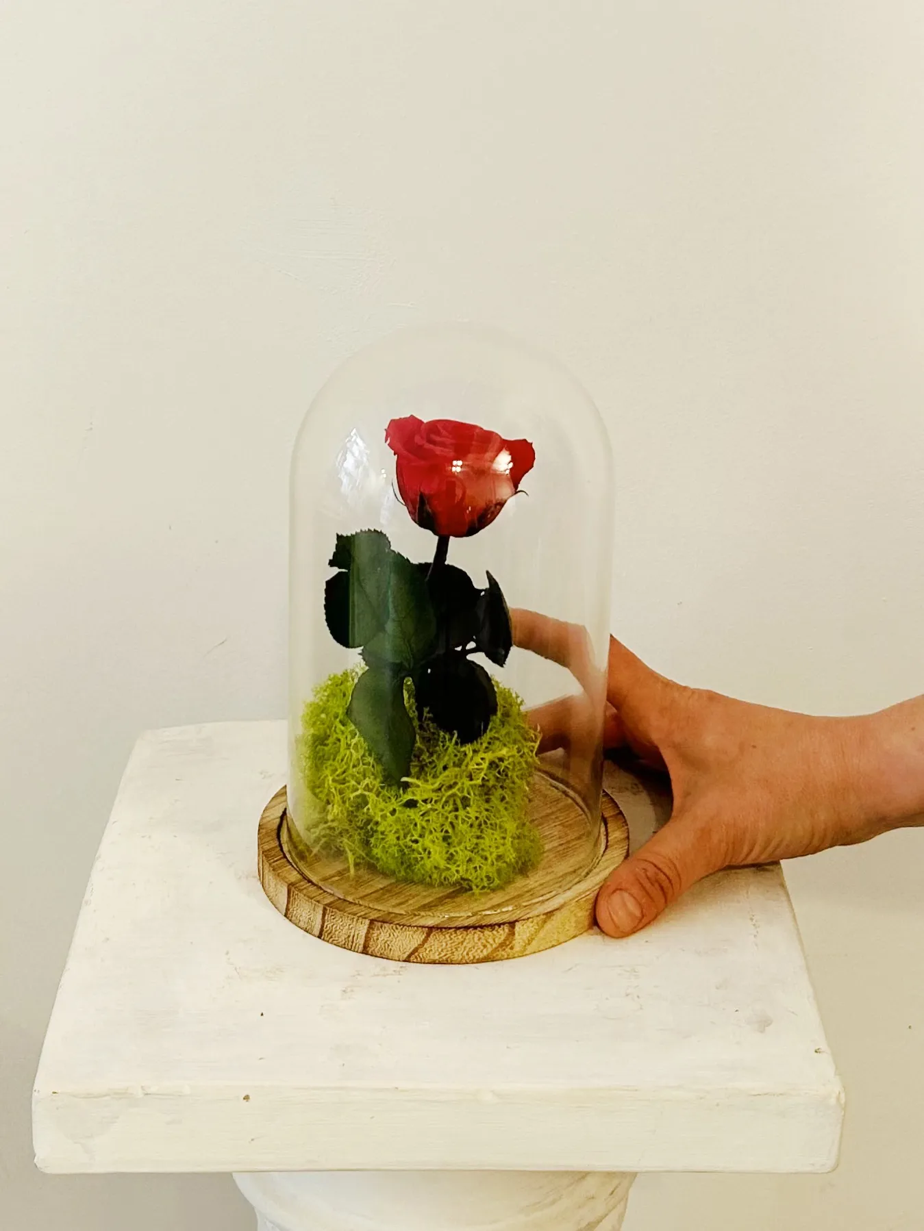 Cúpula Bella i Bèstia "Rosa Eterna Vermella"