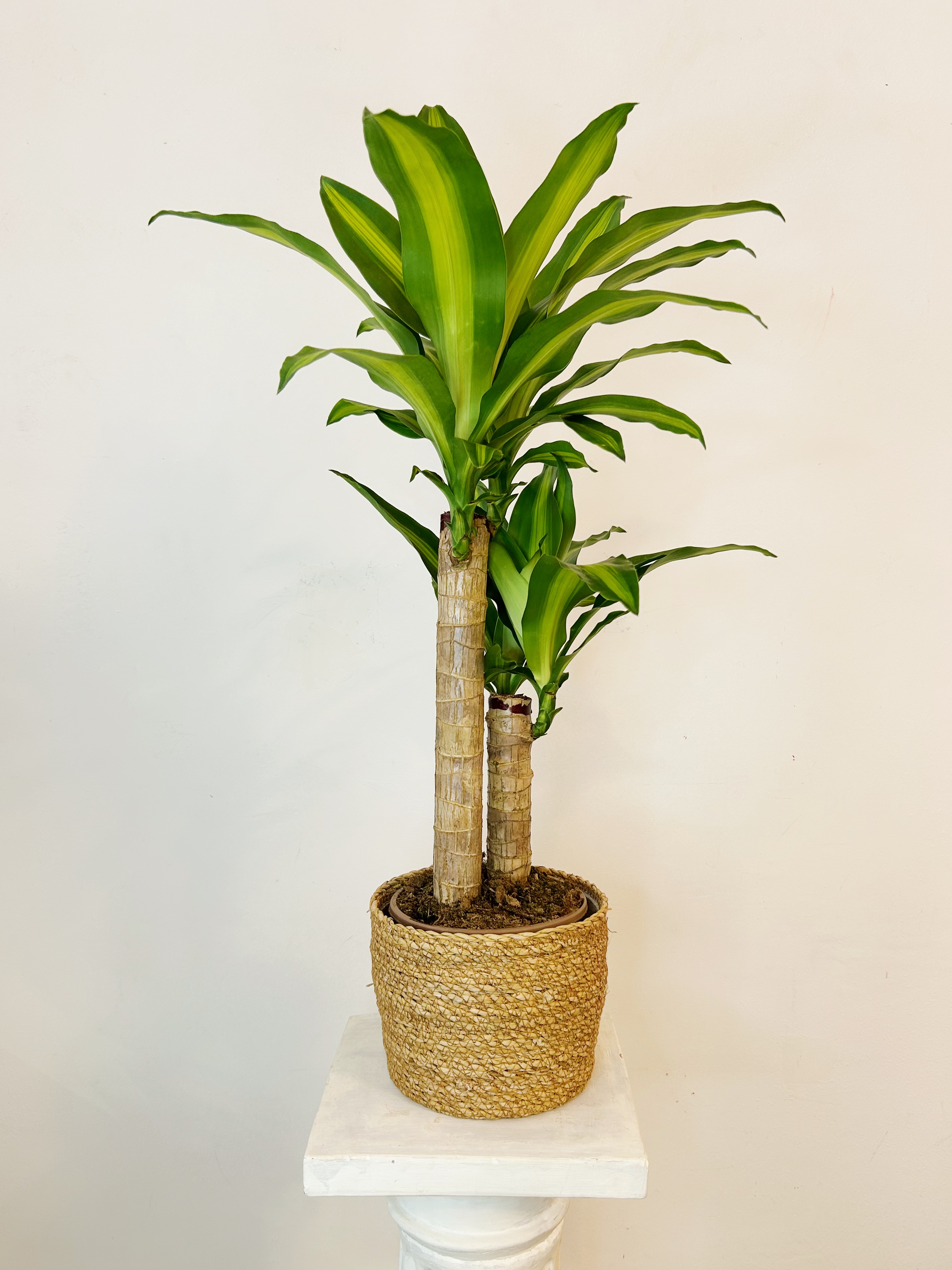 Dracena Llimona "85 cm"