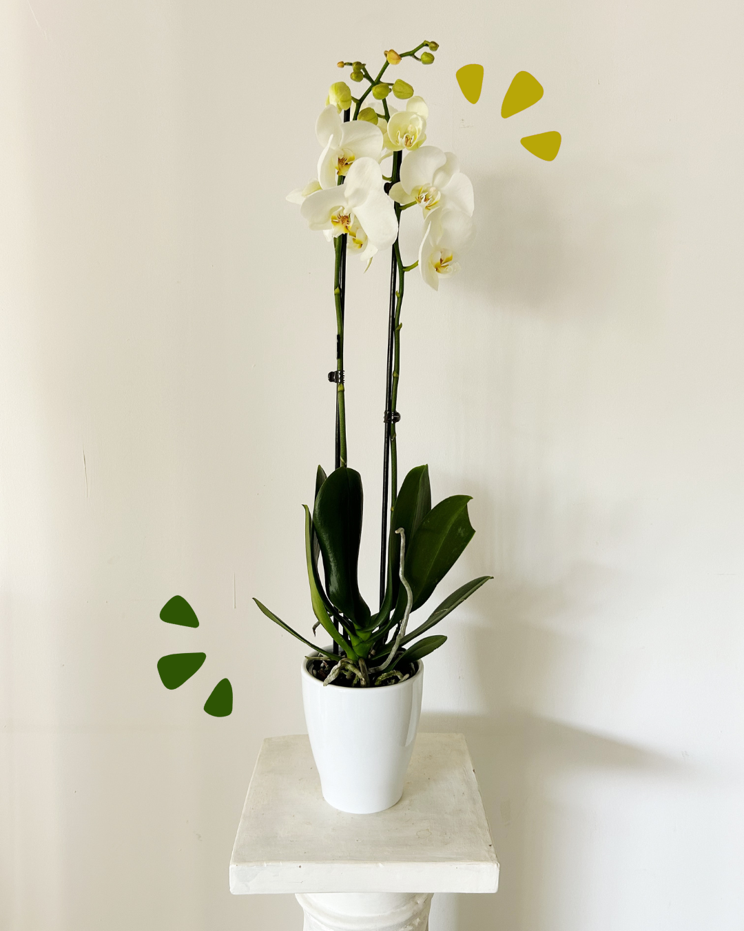 Orquídia  Blanca "Bali"