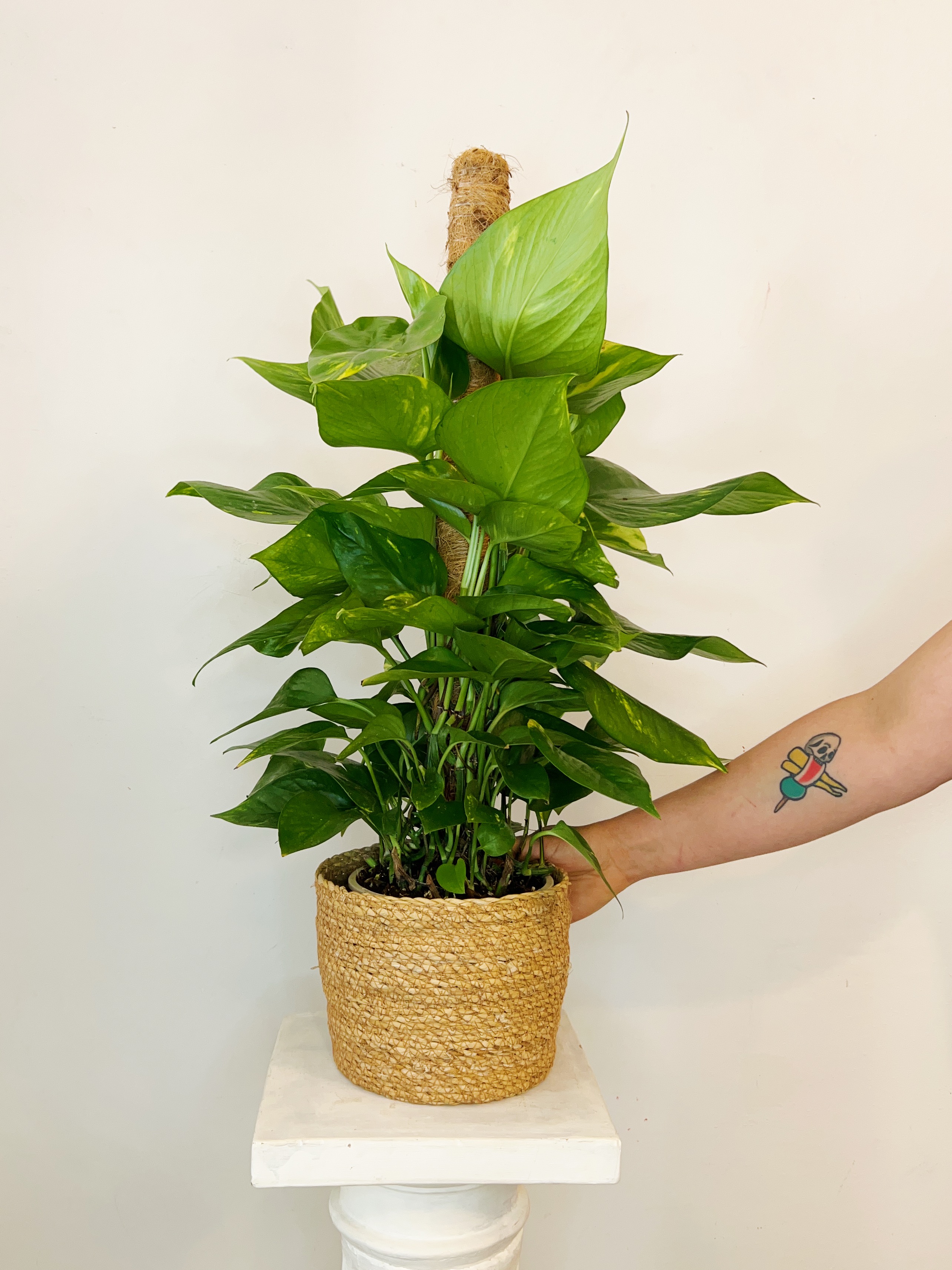 Pothos Tutor "80 cm"