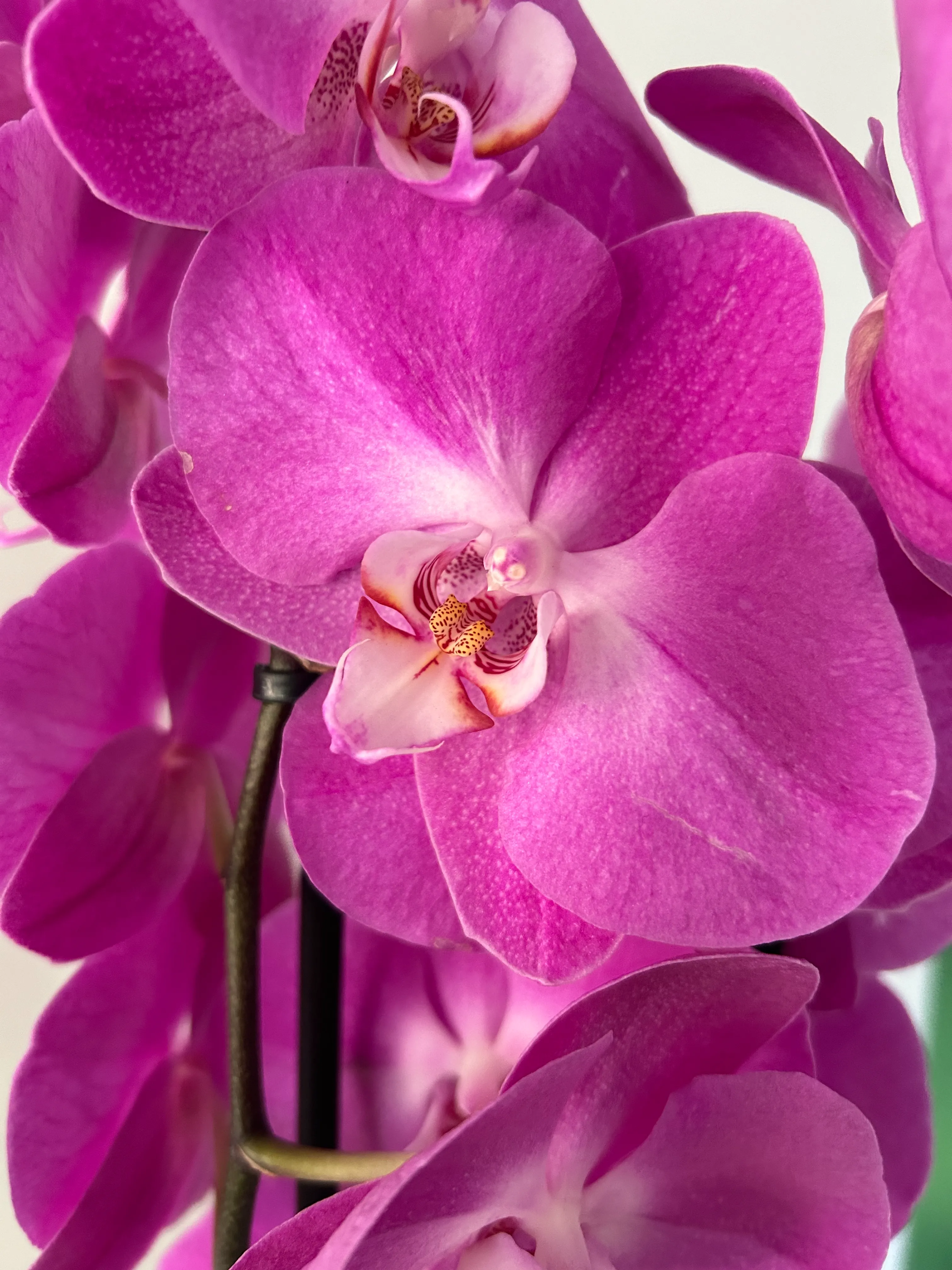Orquídea Morada/Fucsia "Bali"