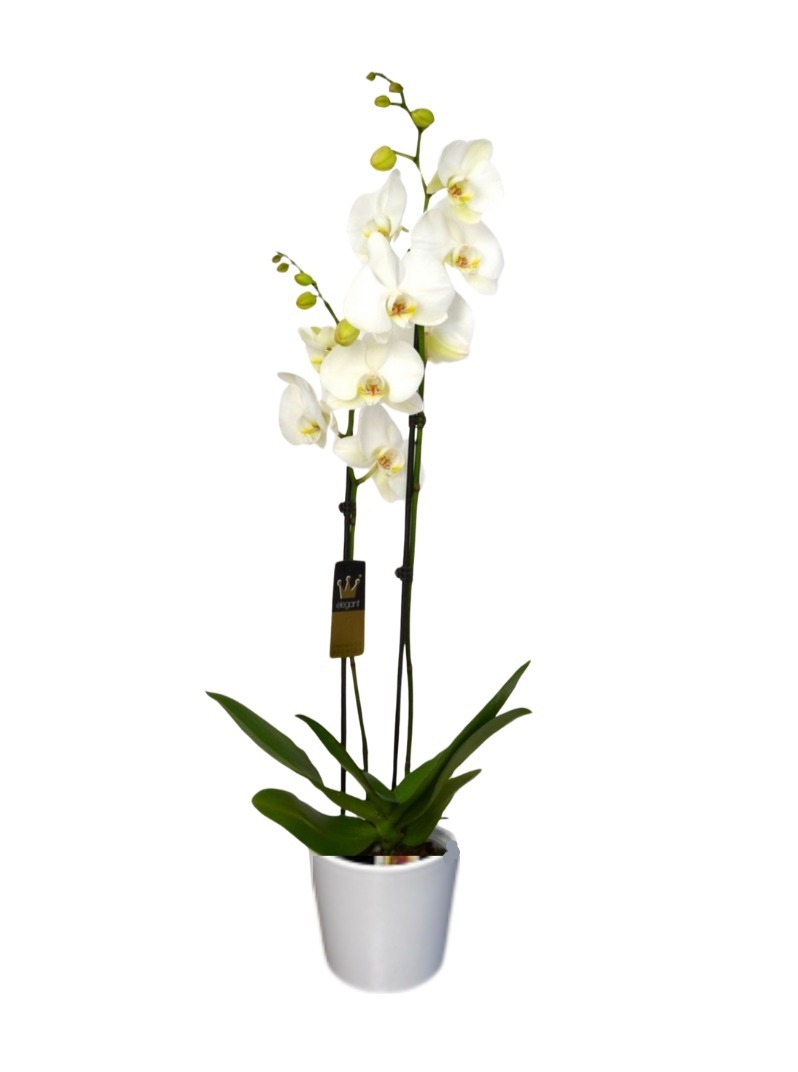 White orchid "Bali"