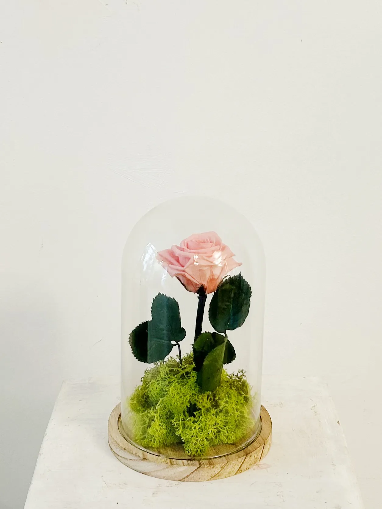 Cúpula Bella i bèstia "Rosa Eterna Rosa"