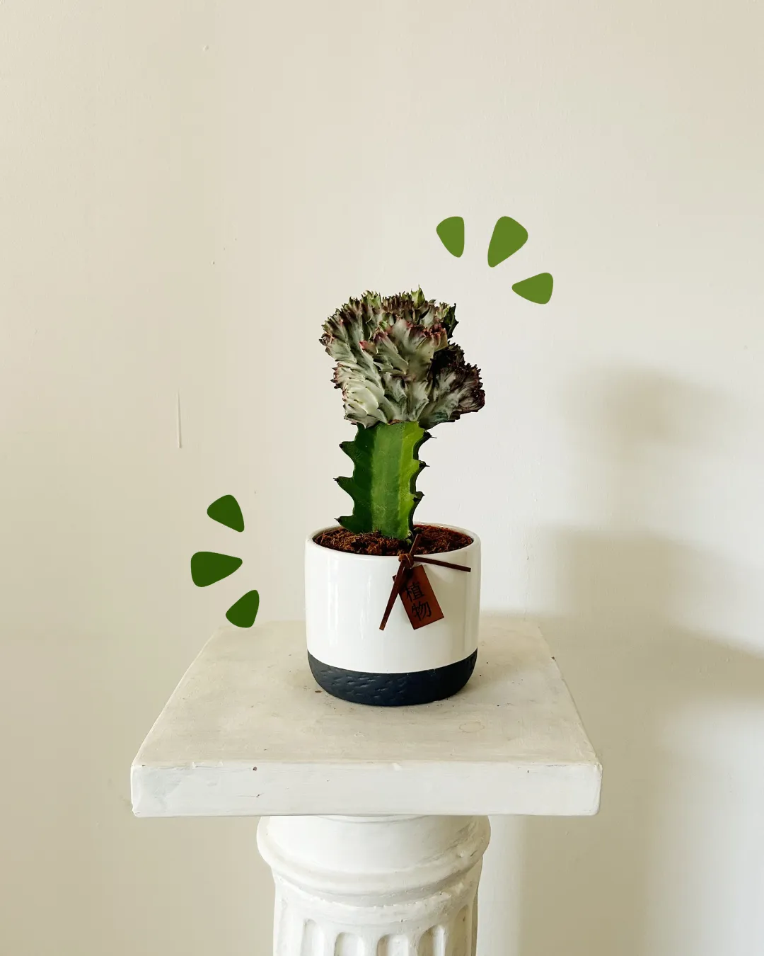 Cactus Euphorbia "Paraguay"