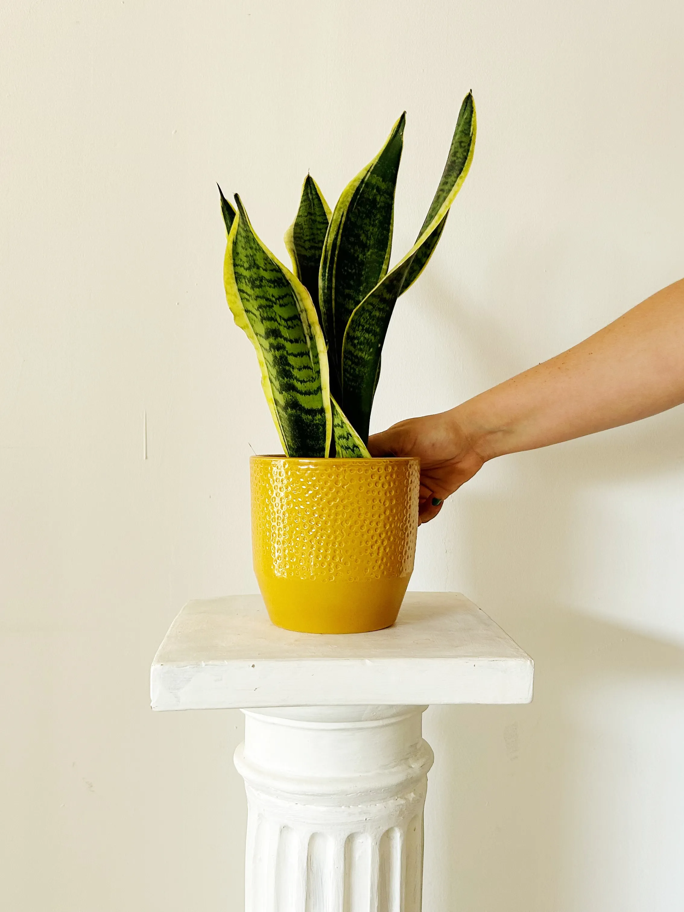 Sansevieria  "Tanzania"