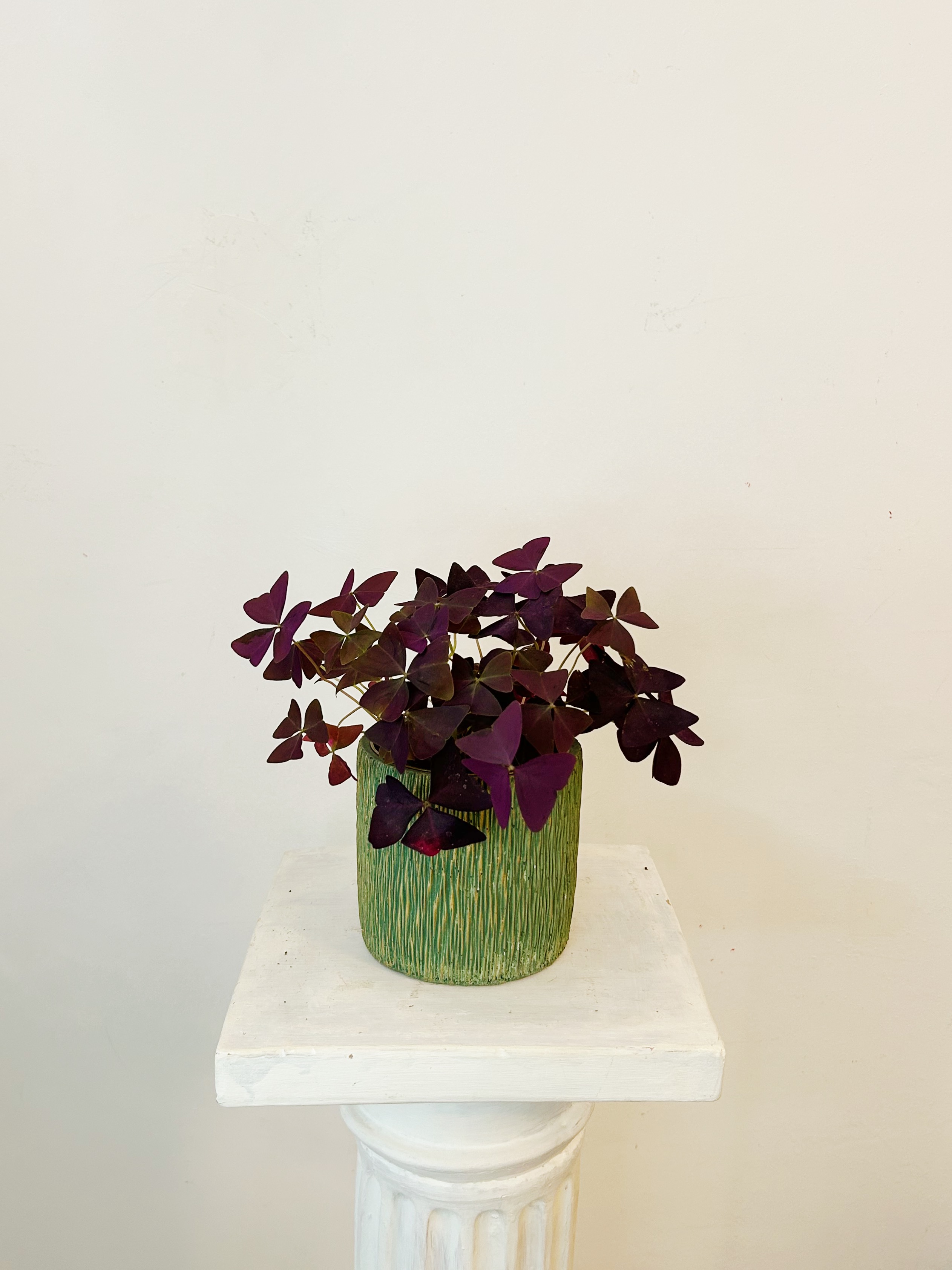 Oxalis Triangularis "Argentina"