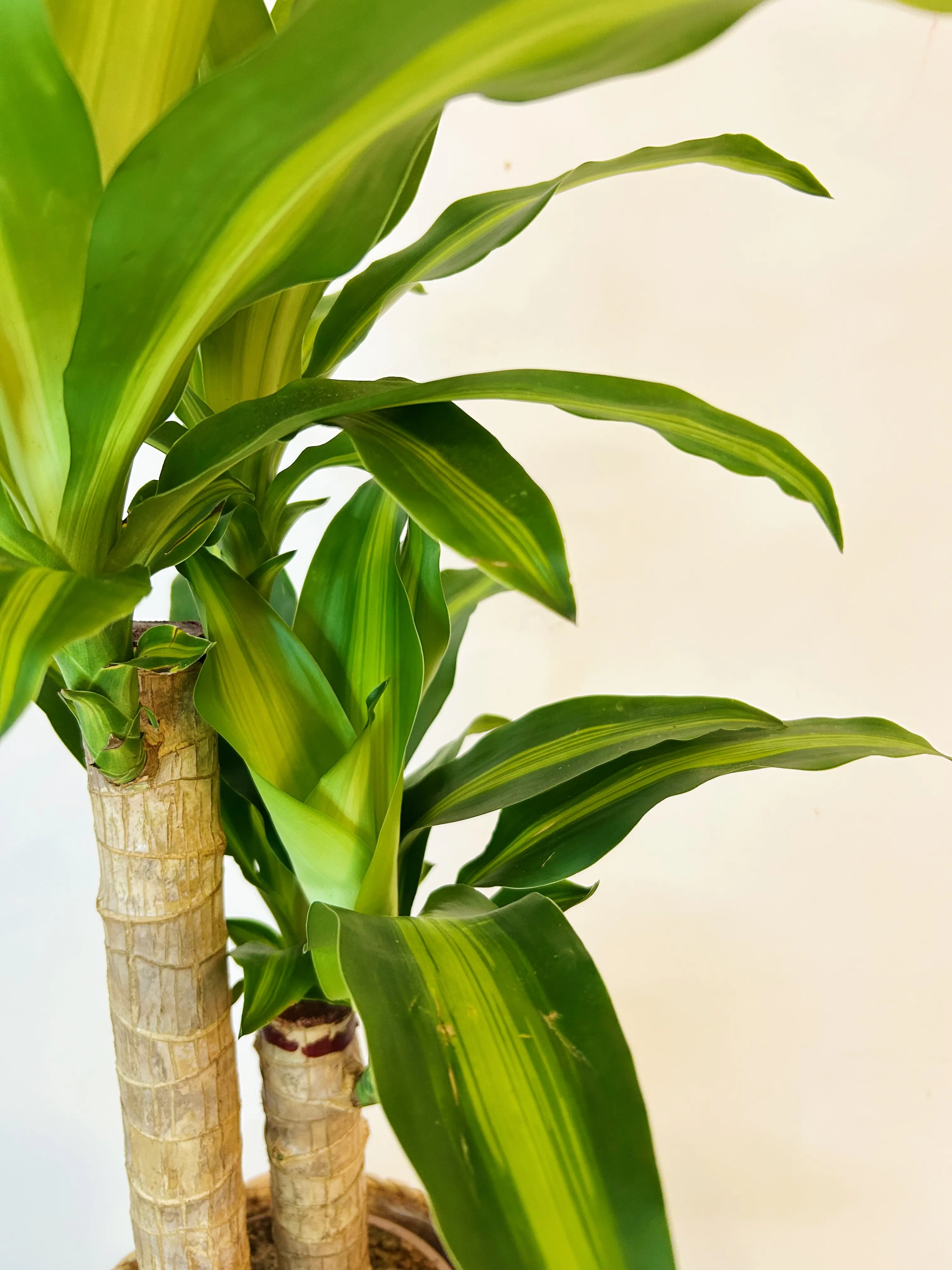 Dracena Limón "85 cm"