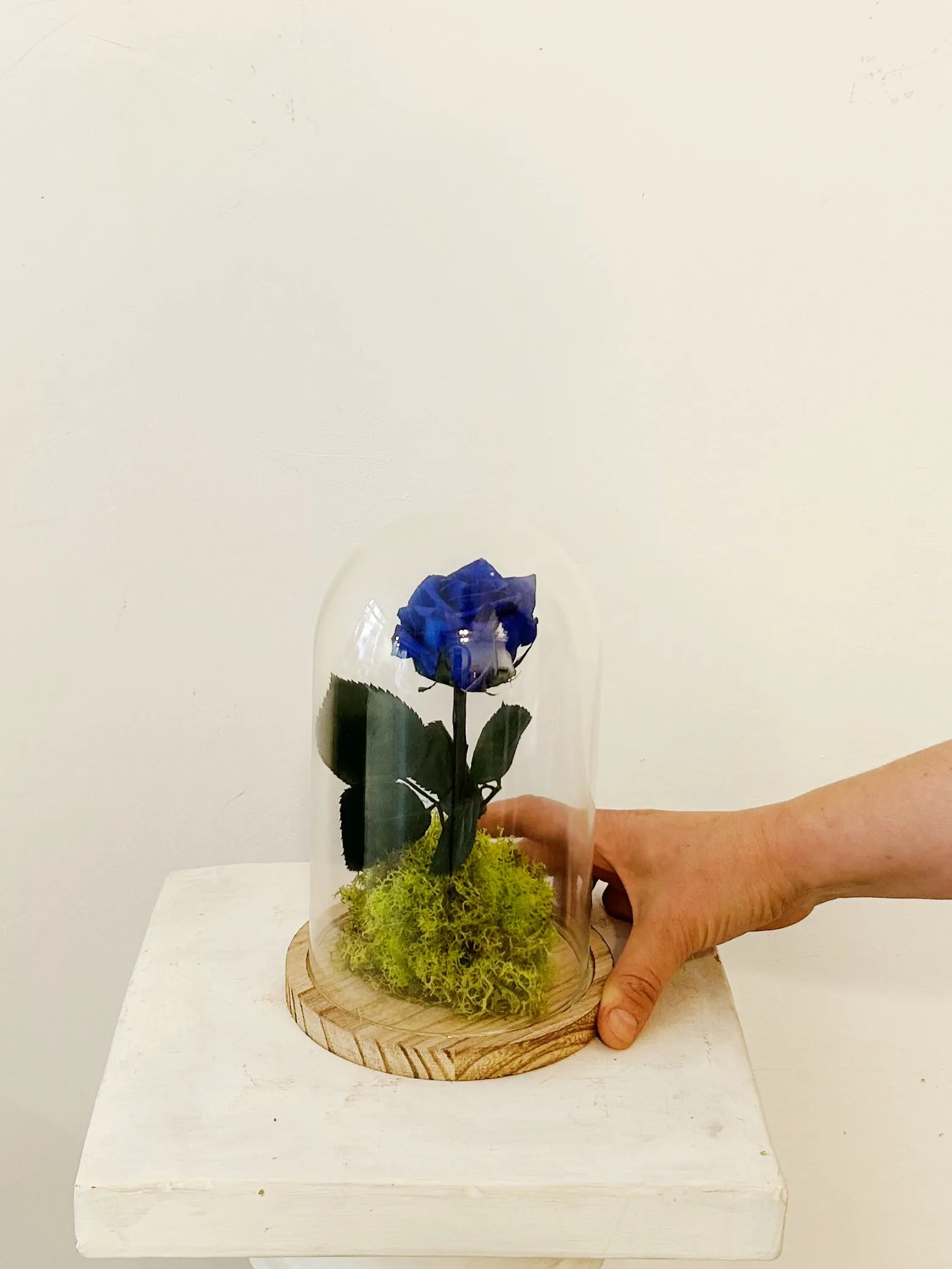 Cúpula Bella i bèstia "Rosa Eterna Blava"