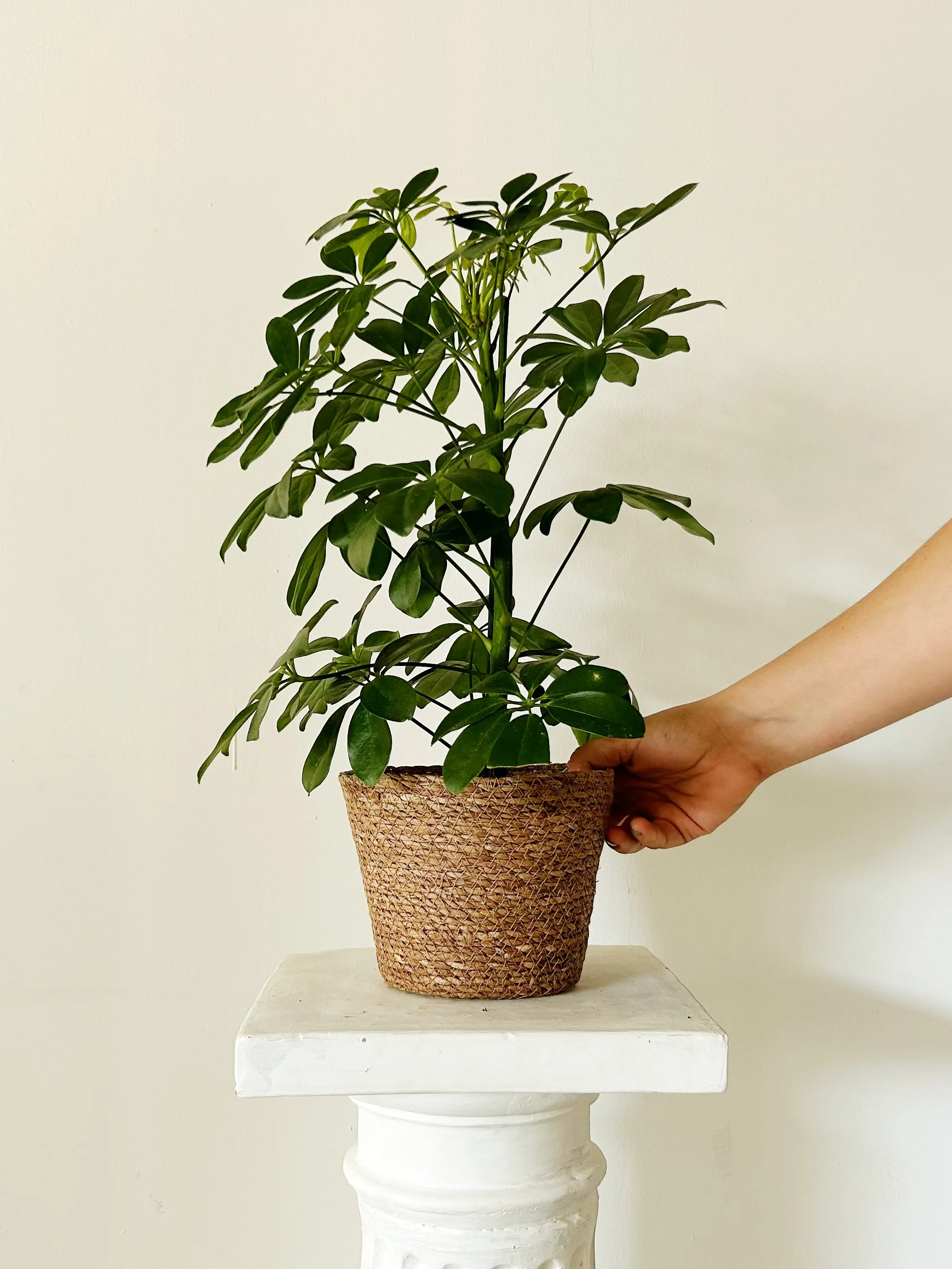 Schefflera "Panamá"