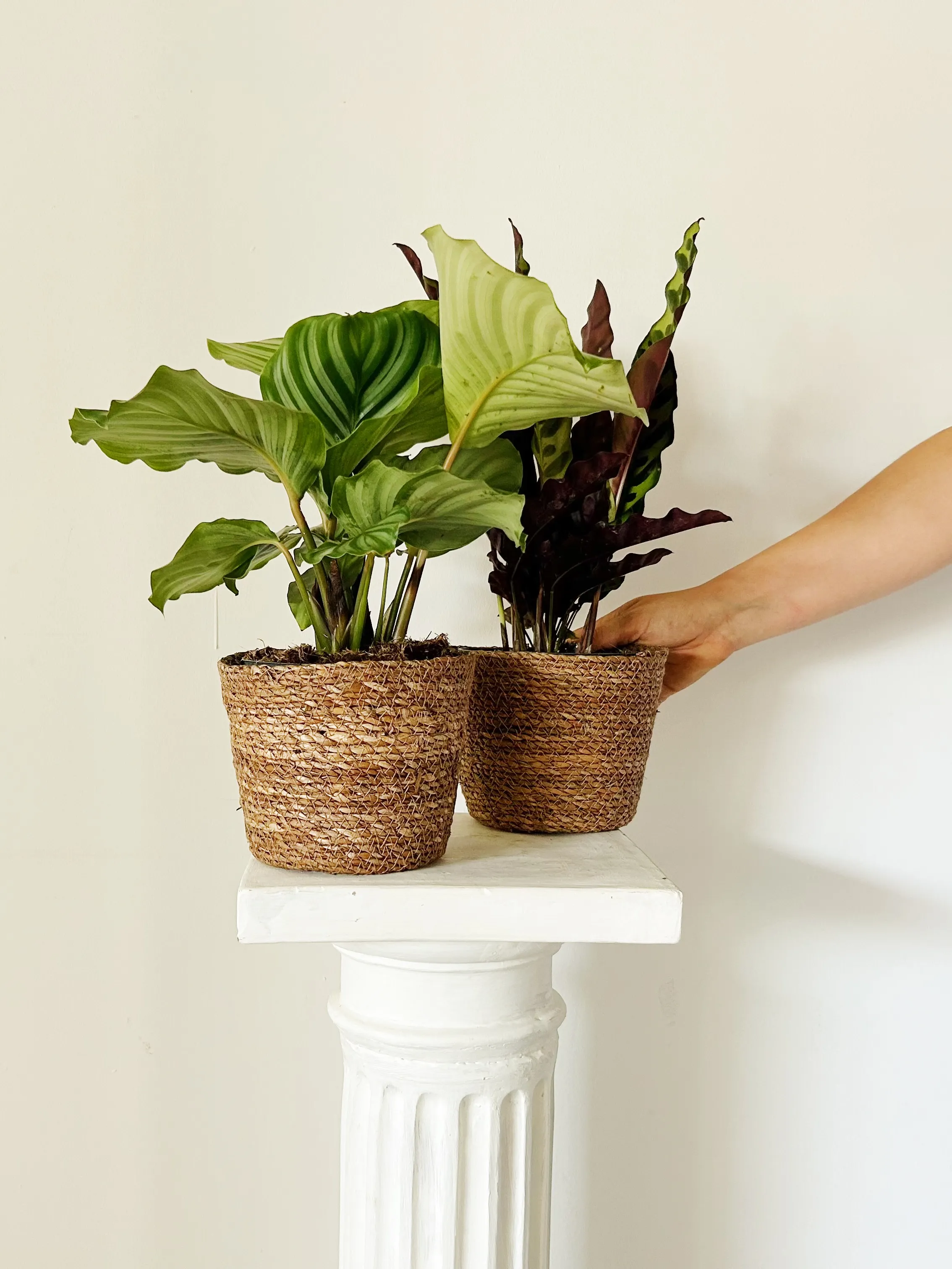 Calathea Sorpresa "Madagascar"