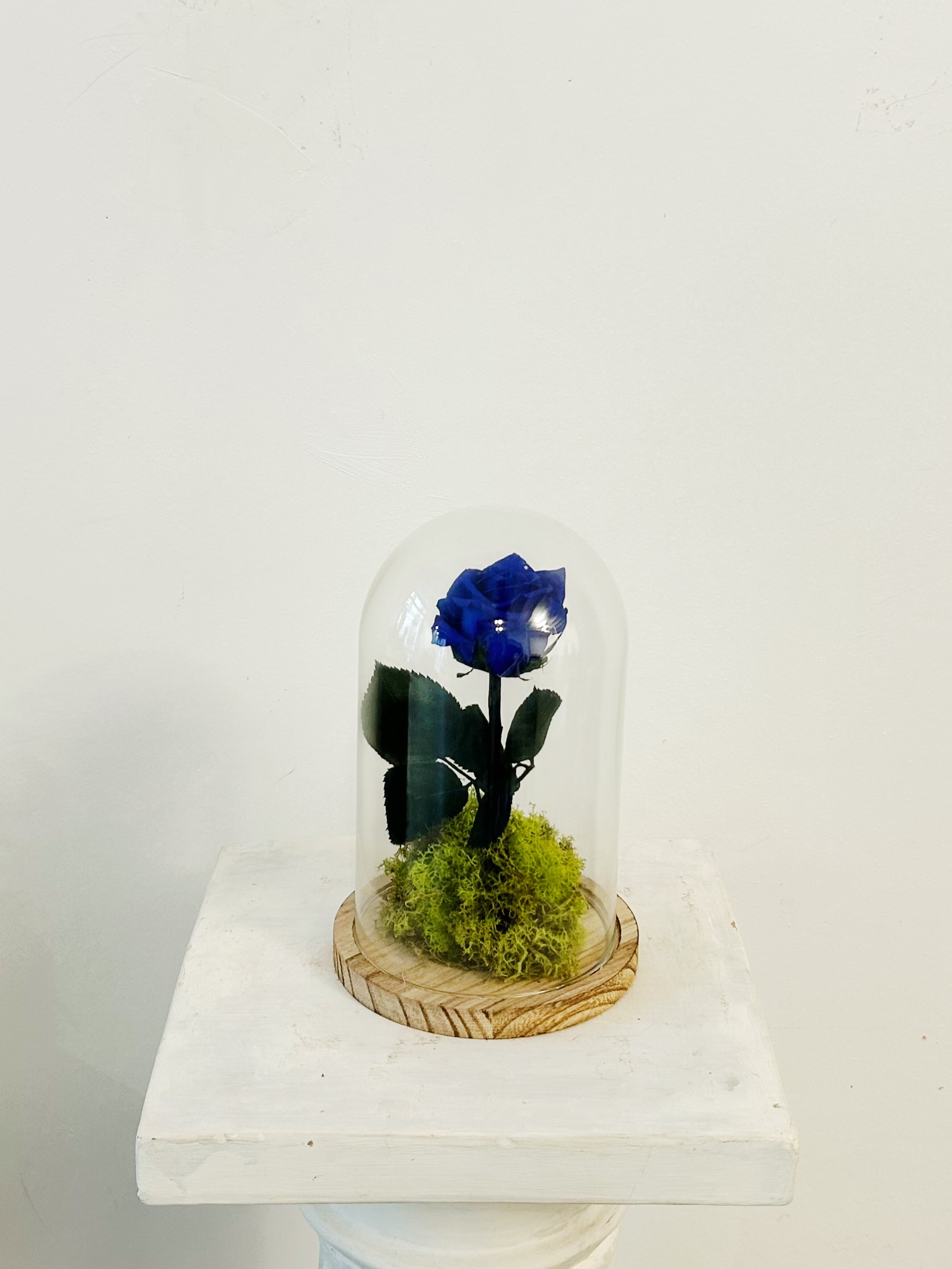 Beauty and Beast Dome "Eternal Blue Rose"