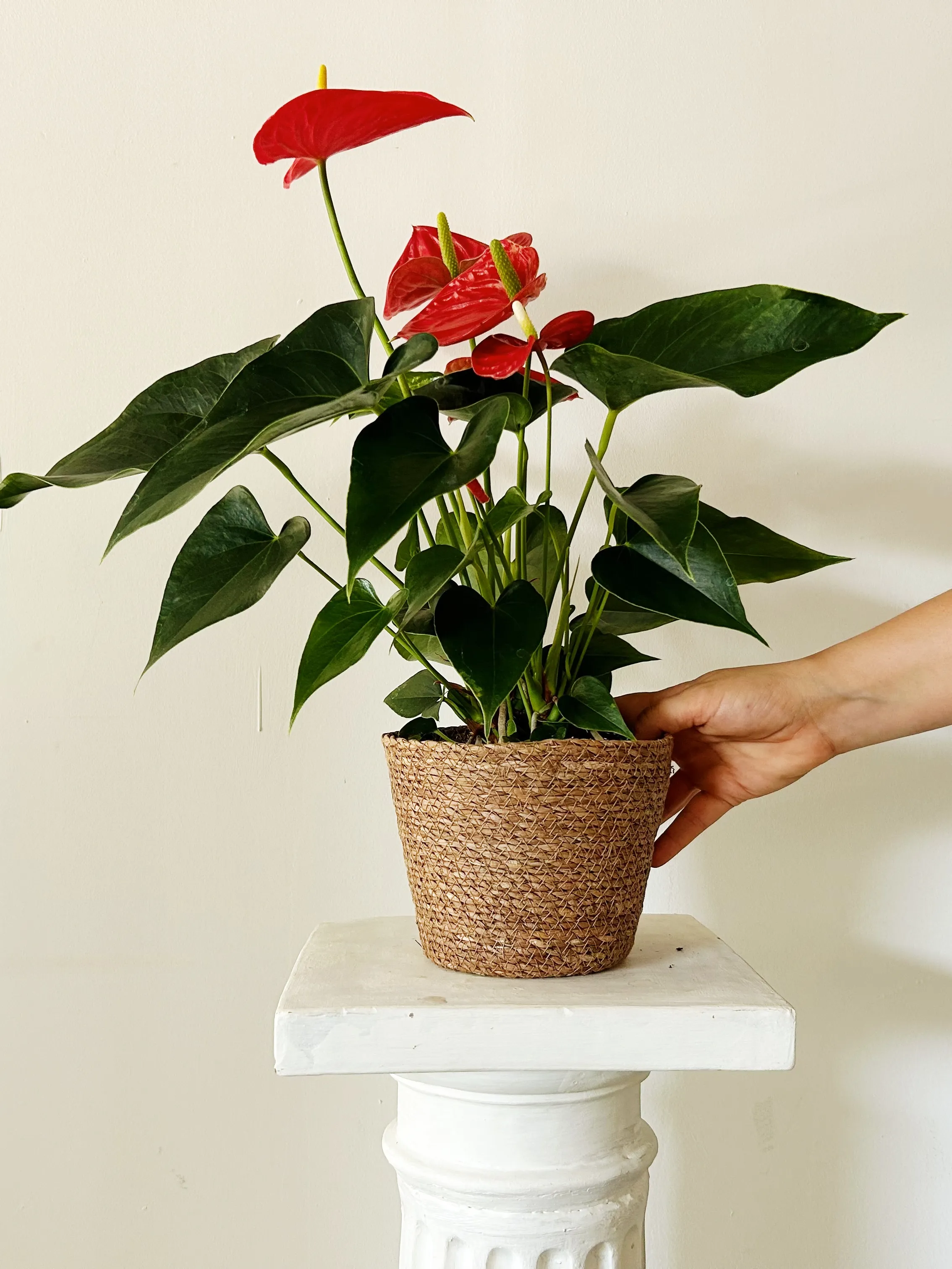 Anthurium "Costa Rica"