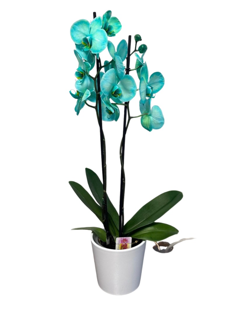 Orquídia Verd Mint "Bali"