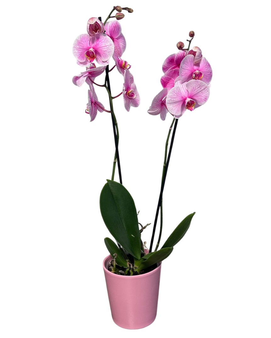Orquídia  Rosa "Bali"