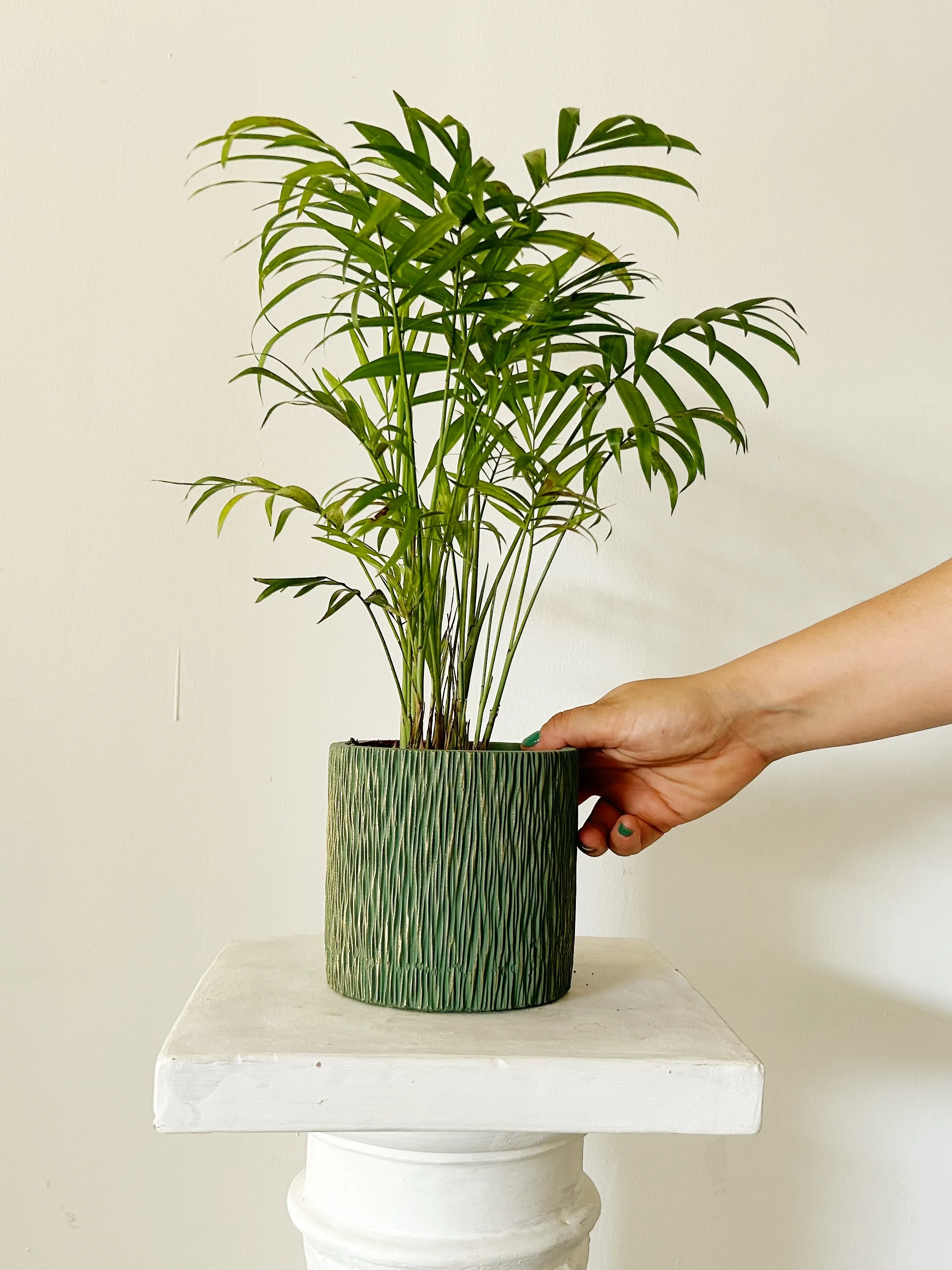 Chamaedorea  "Belice"