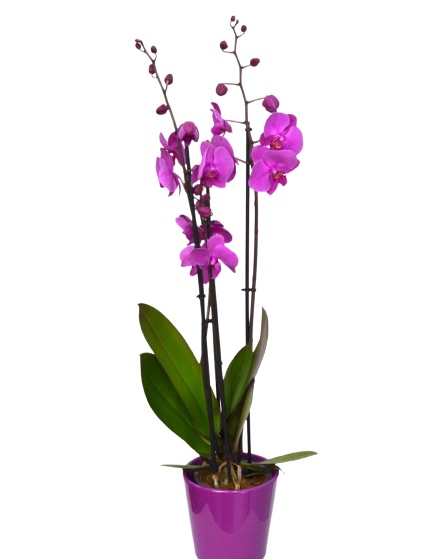 Orquídea "Bali Morada"