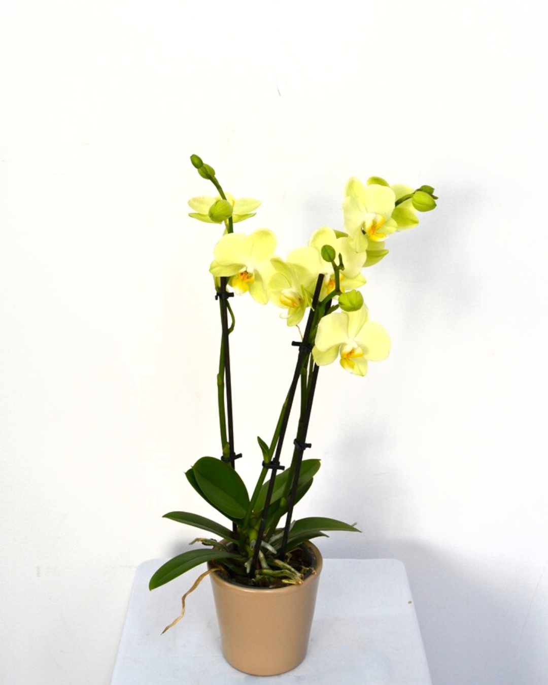 Orquídea "Bali" - Mini Amarilla