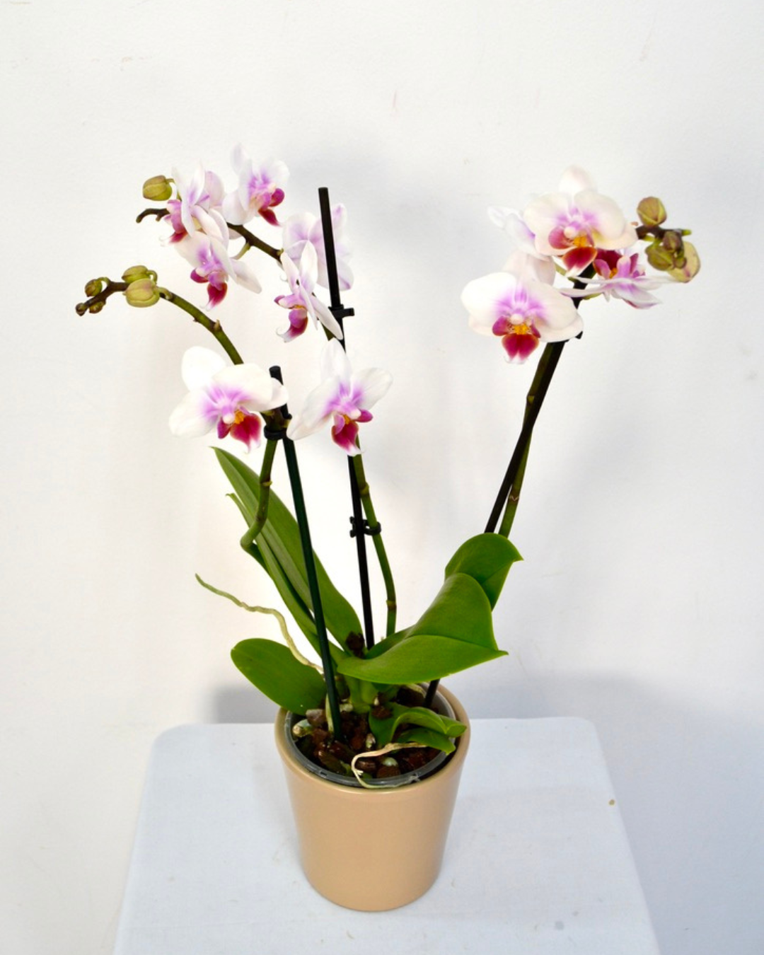 orquidea-bali-mini-blanca.png