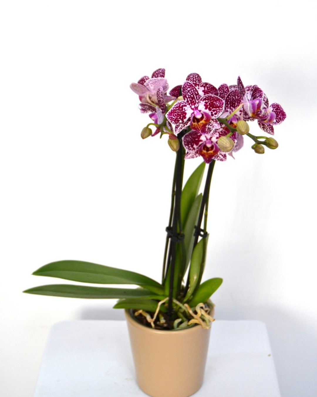 Orquídea "Bali Mini amb Piquets"