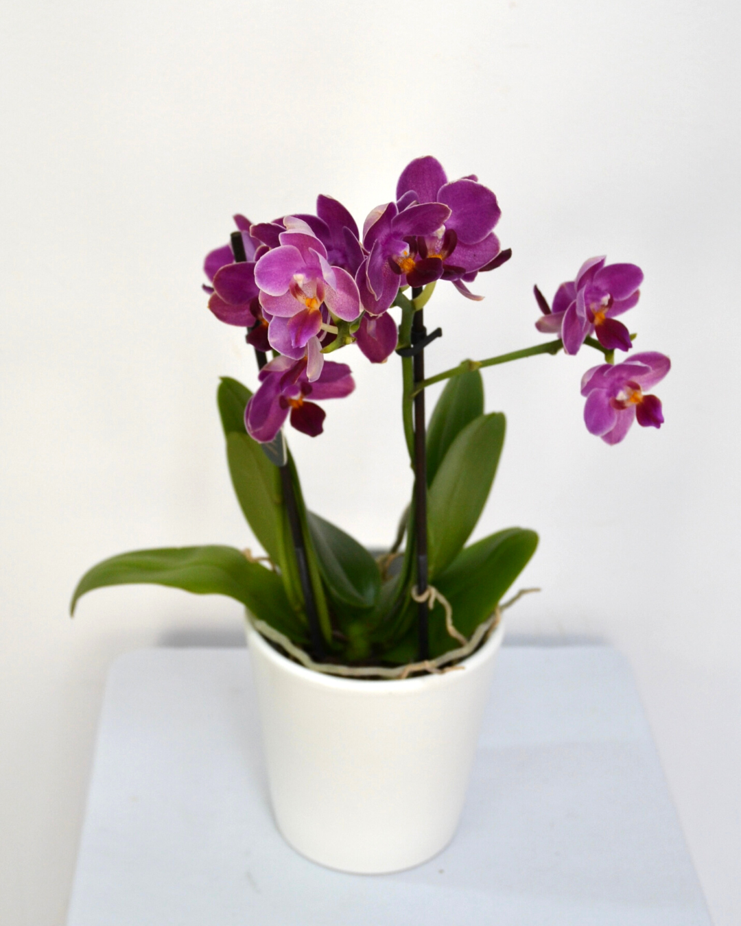 Orchid  "Bali Mini"