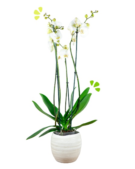 Orquídea  Blanca "Bali