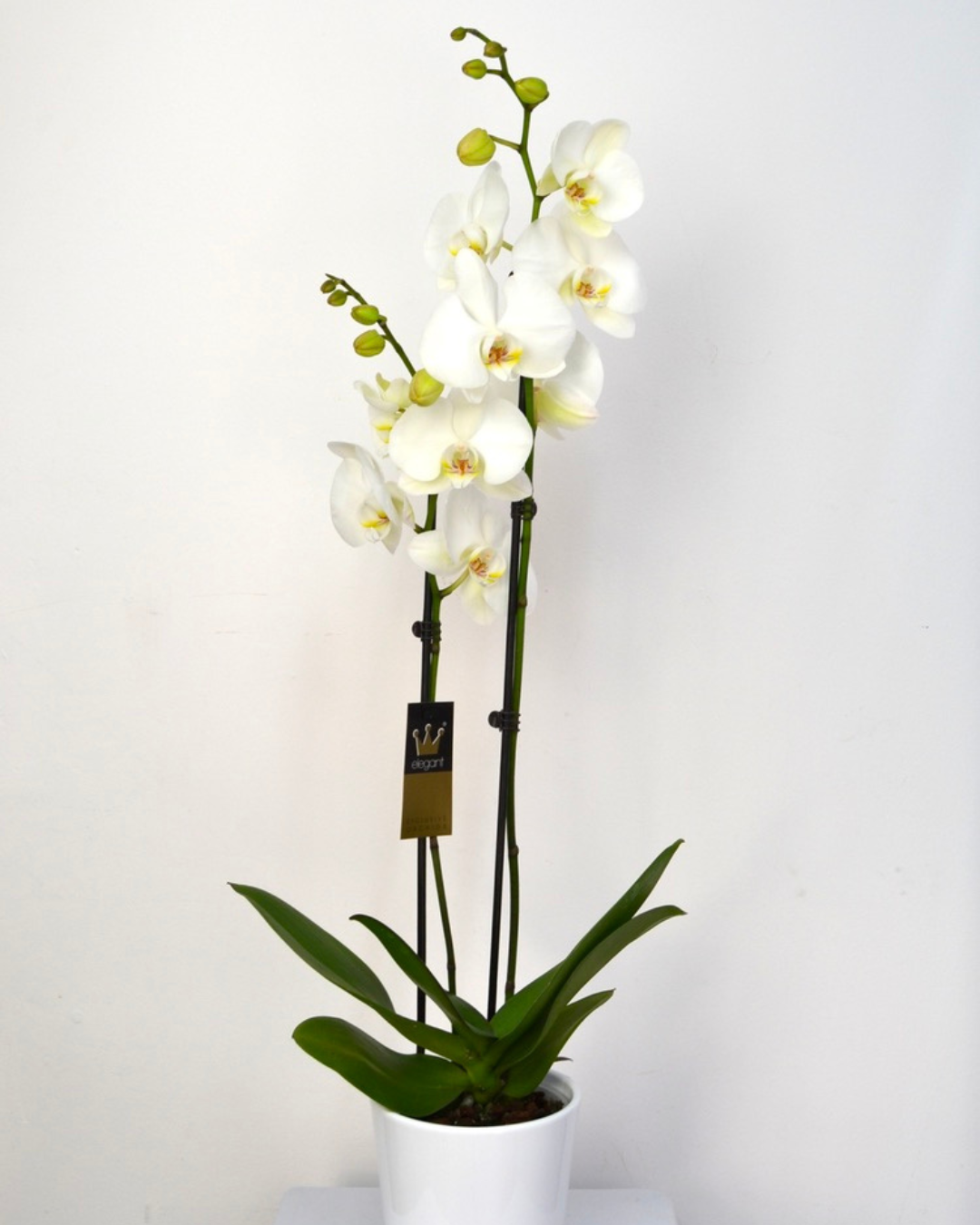 Orquídia  "Bali"