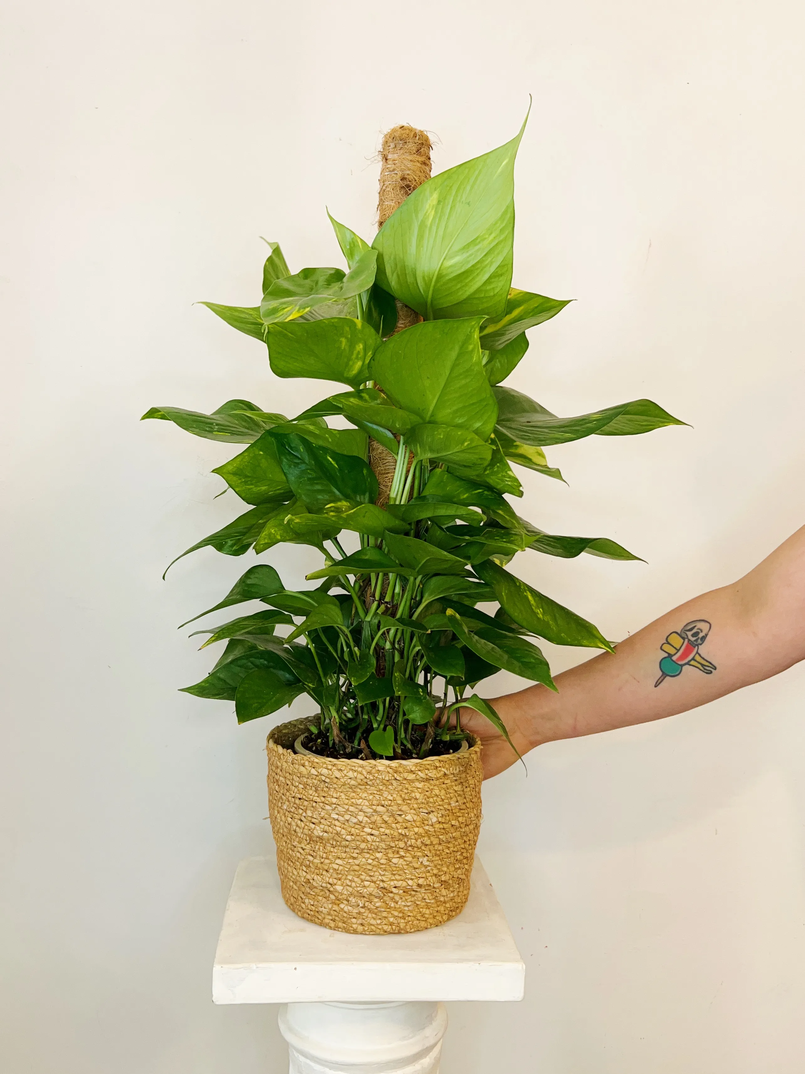 Pothos Tutor "80 cm"