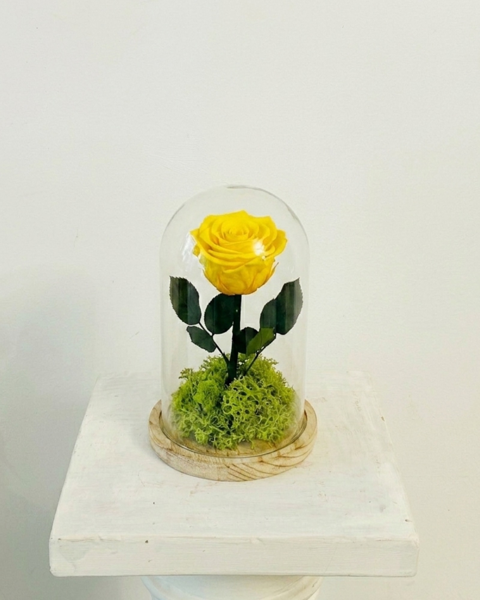 La Cúpula de la Bella y la Bestia "Rosa Eterna Amarilla"