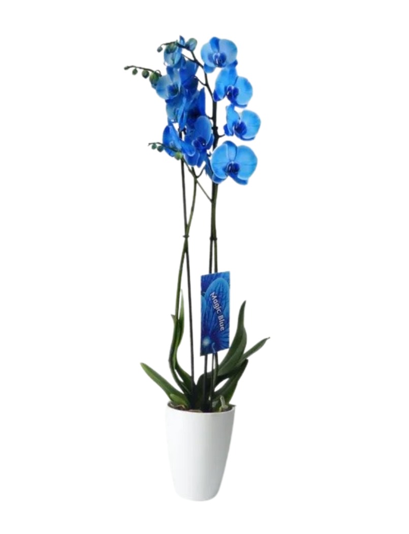 Orquídea  Azul "Bali