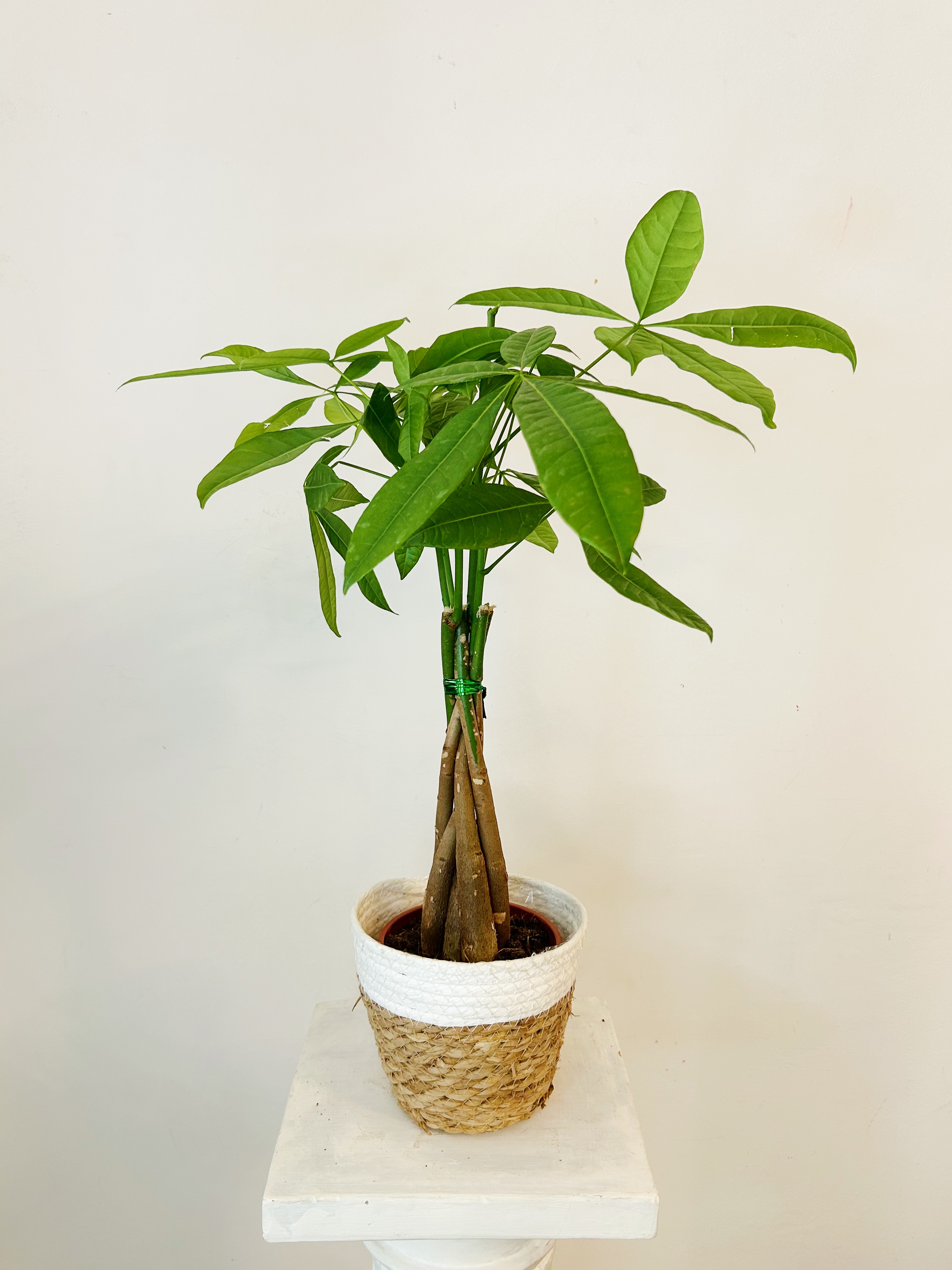 Pachira Aquàtica "60 cm"