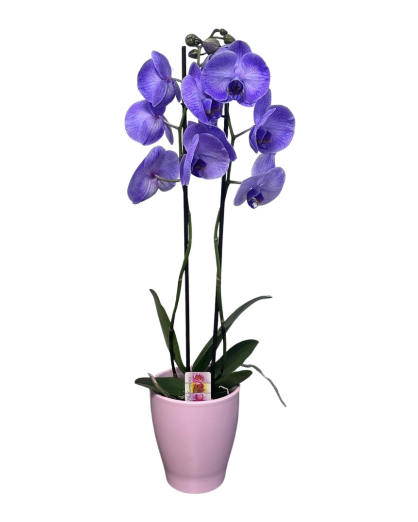 Purple Orchid "Bali"