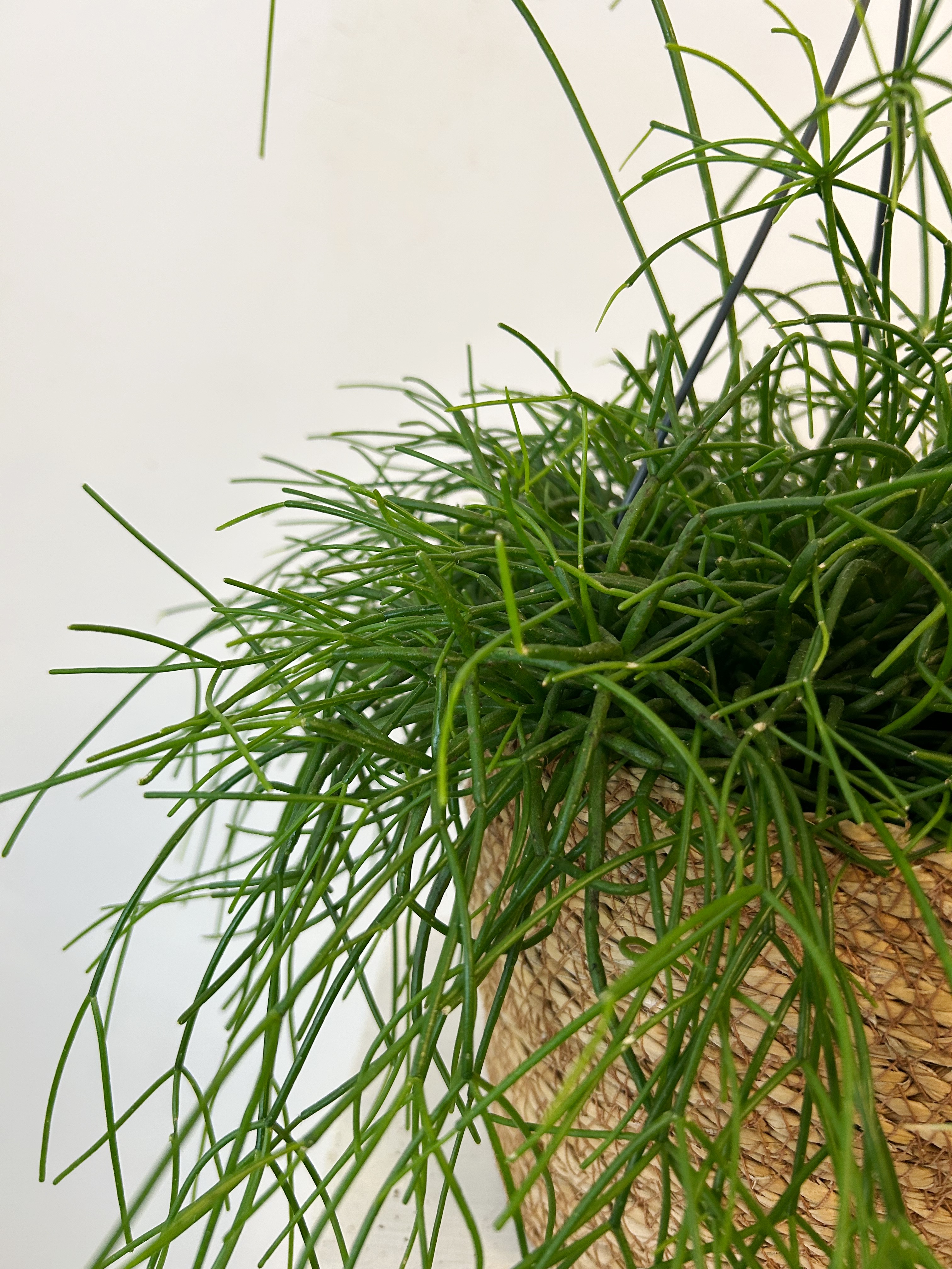 Rhipsalis Baccifera "Uruguay"