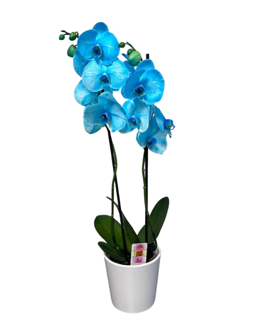 Orquídea Azul Cielo "Bali"
